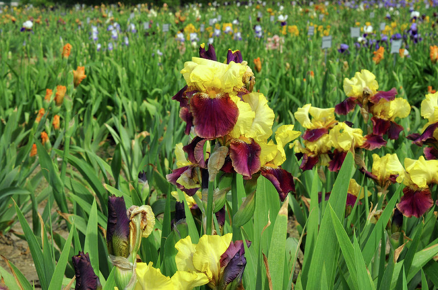 Yellow Iris Photograph by Diane Lent