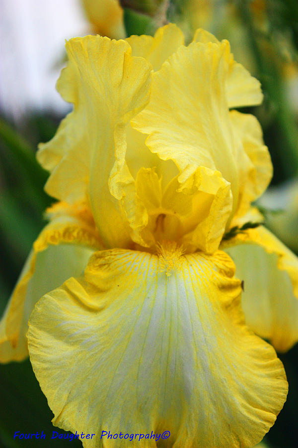 Yellow Iris Photograph by Diane Shirley