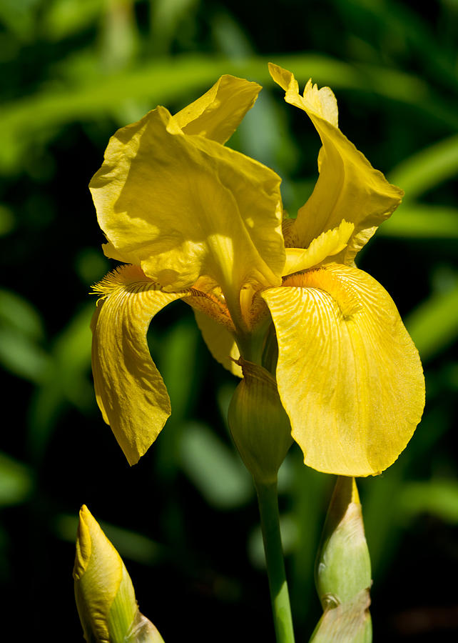 Yellow Iris Photograph by Edward Myers