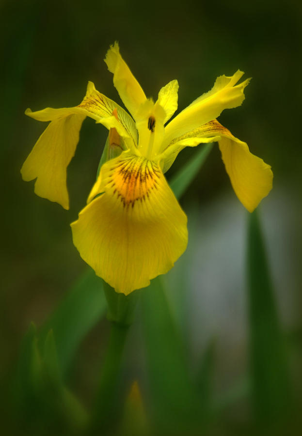 Yellow Iris Flower Photograph by Nathan Abbott