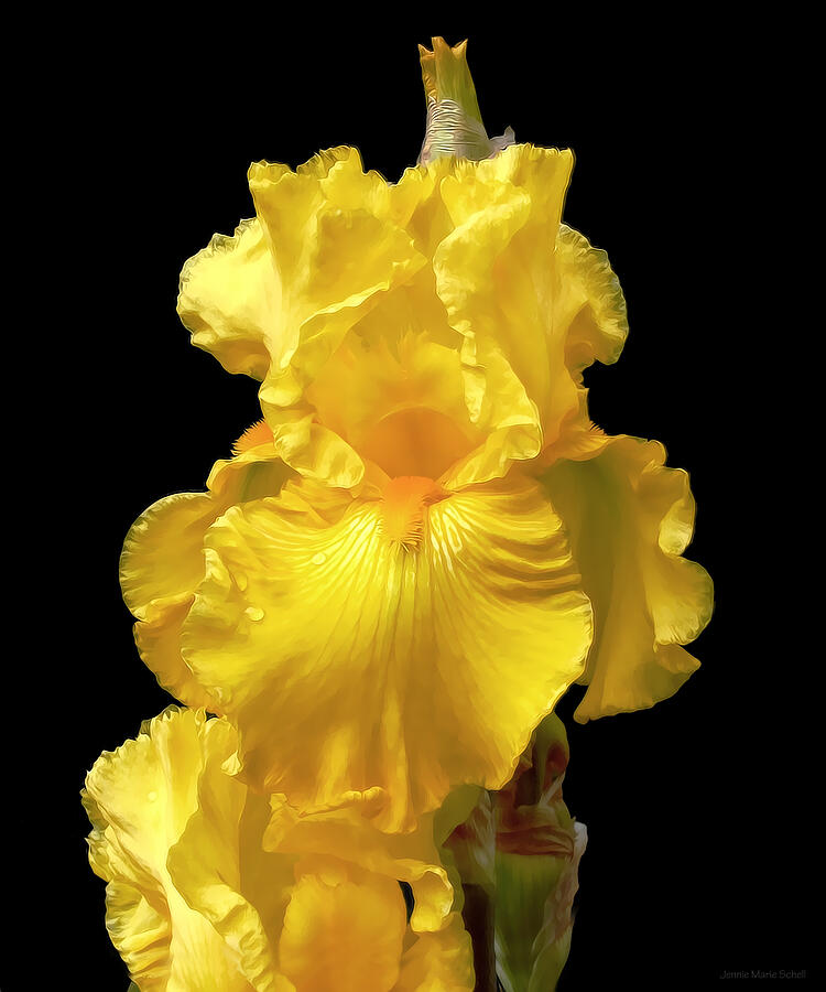 Iris Photograph - Yellow Iris Flower Still Life by Jennie Marie Schell