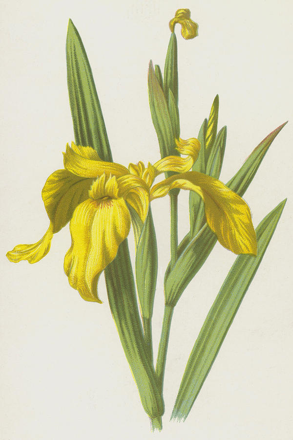 Yellow Iris Painting by Frederick Edward Hulme