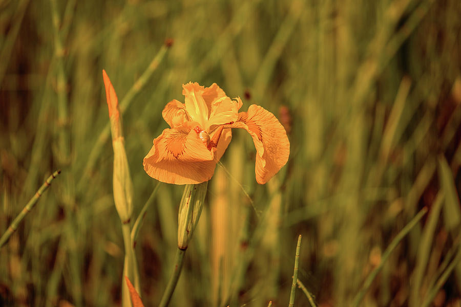 Yellow iris #g4 Photograph by Leif Sohlman