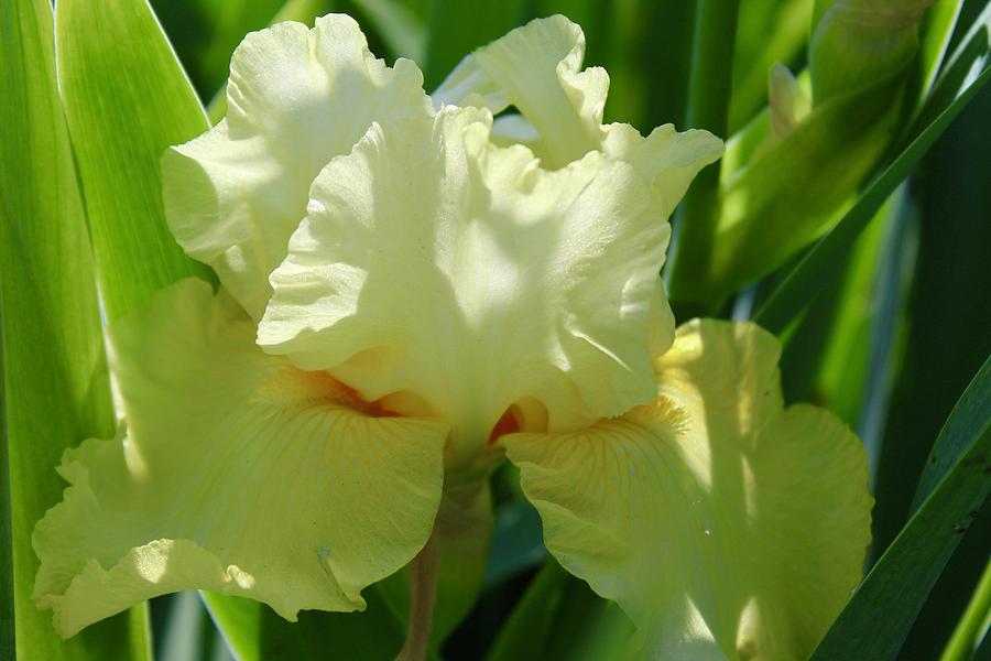 Yellow Iris Glory Photograph by M E