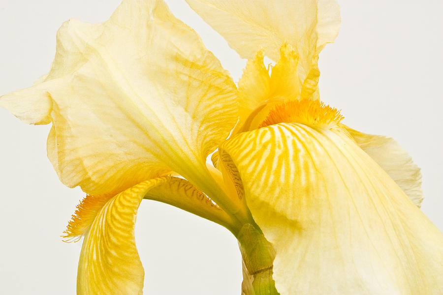 Yellow Iris Horizontal Photograph