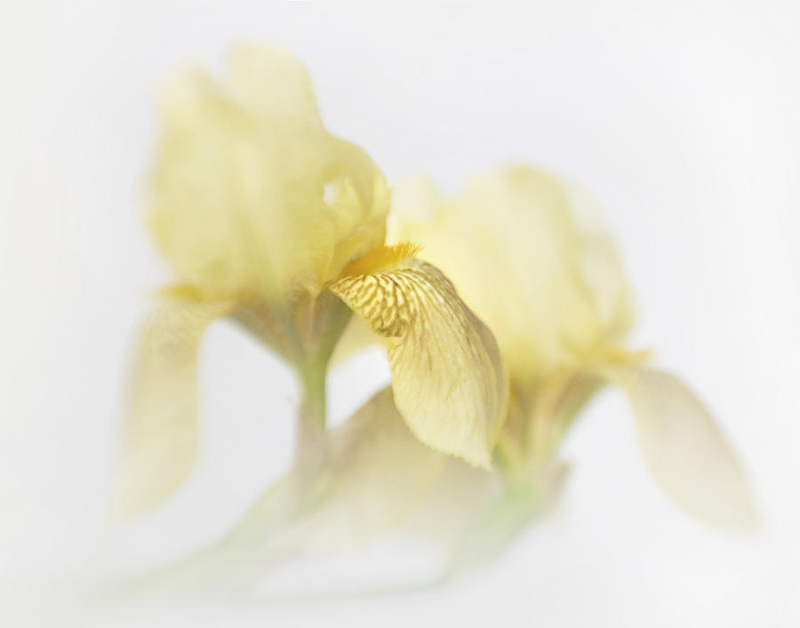 Yellow Iris Impressions Photograph by David and Carol Kelly