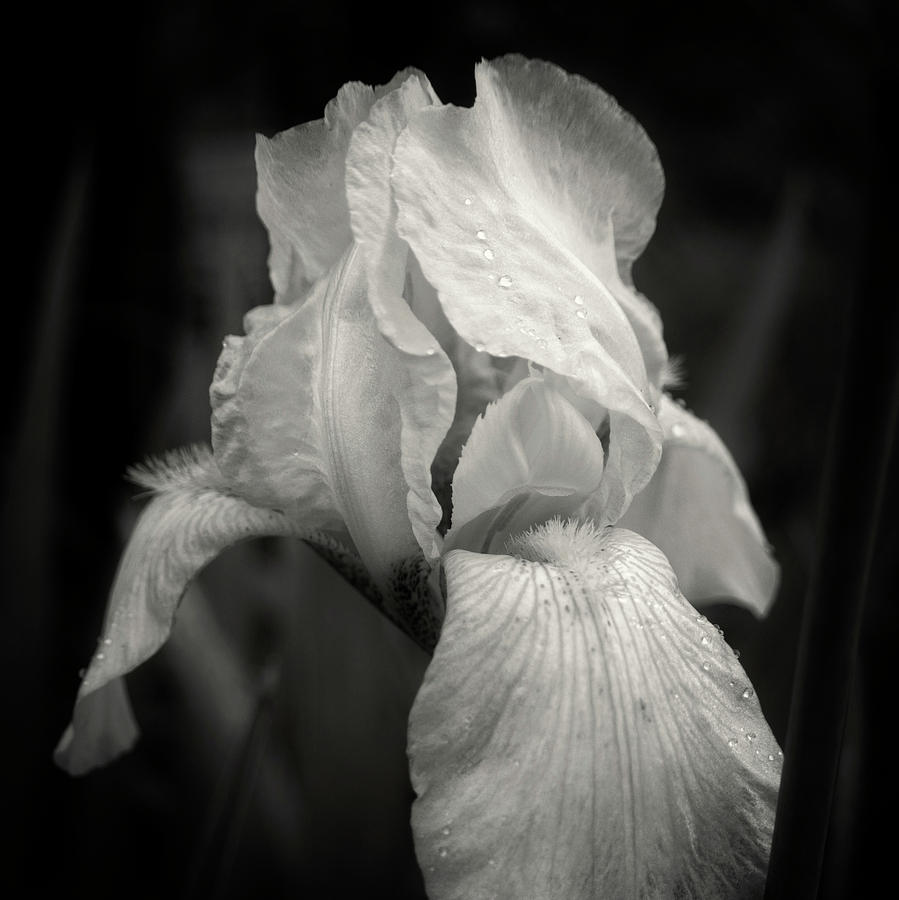Yellow Iris In Black and White Photograph by Greg and Chrystal Mimbs