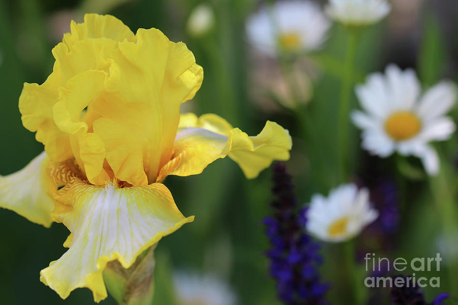 Iris Photograph - Yellow iris in Spring Garden by Karen Adams