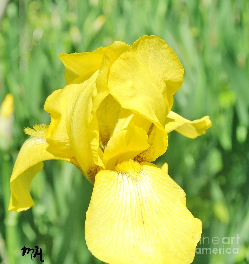 Yellow Iris in the Field Photograph by Marsha Heiken