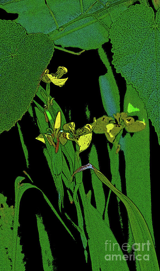 Yellow Iris in the Shade Photograph by Craig Wood