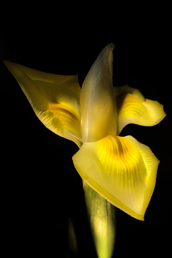 Yellow Iris in the spotlight Photograph by Wolfgang Stocker
