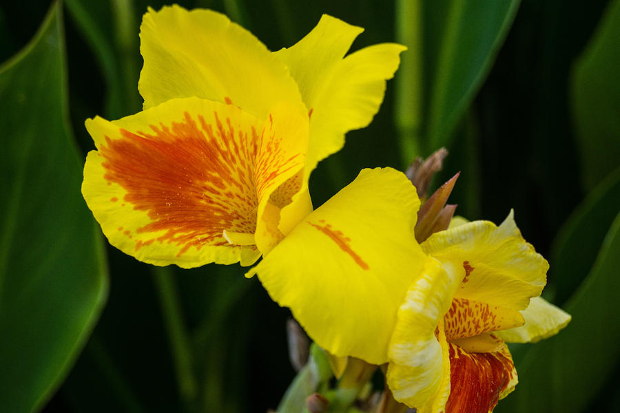 Yellow Iris Photograph by James Gay