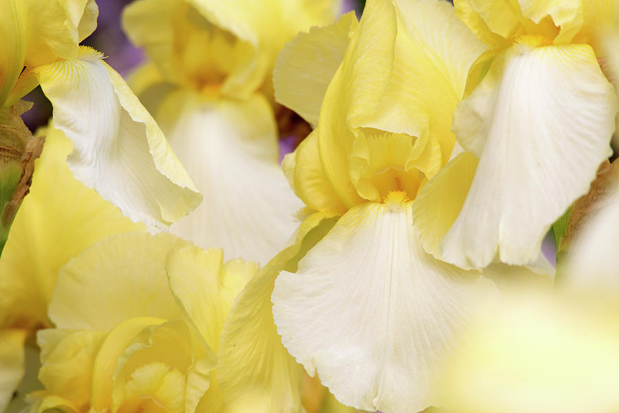 Yellow Iris Photograph by Wild Sage Studio Karen Powers