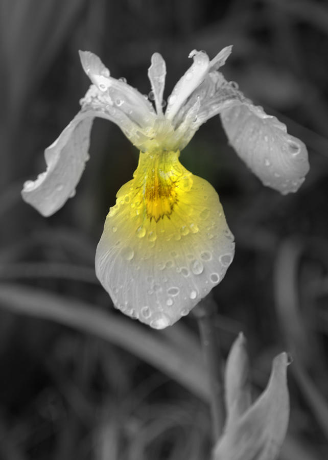 Yellow Iris Photograph by Kimberly Woyak