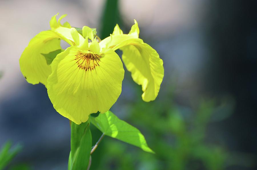 Yellow Iris  Photograph by Lyle Crump