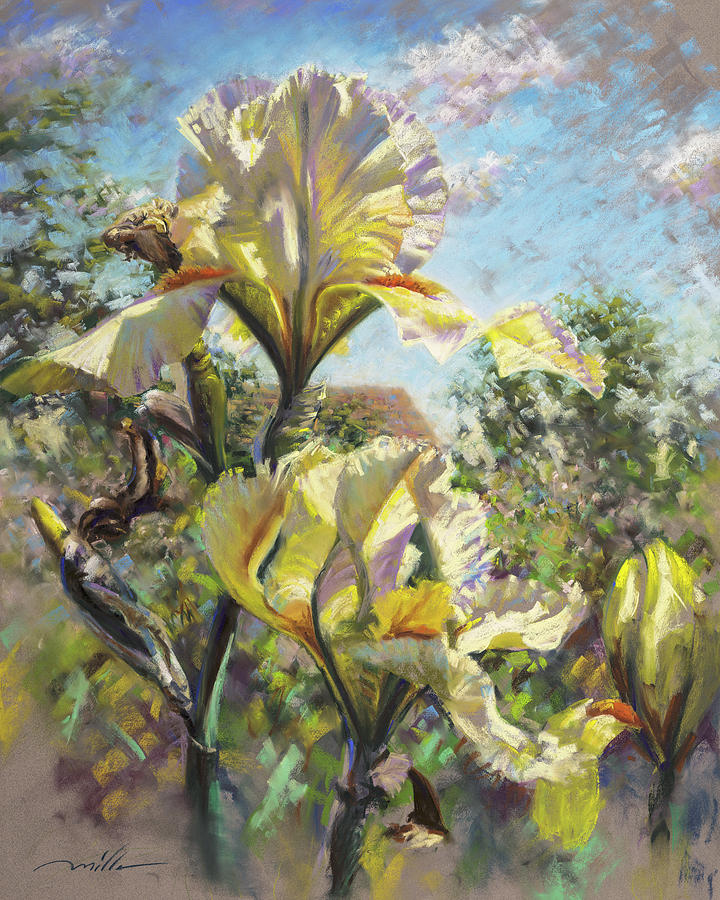 Yellow Iris Pastel by Mark Mille