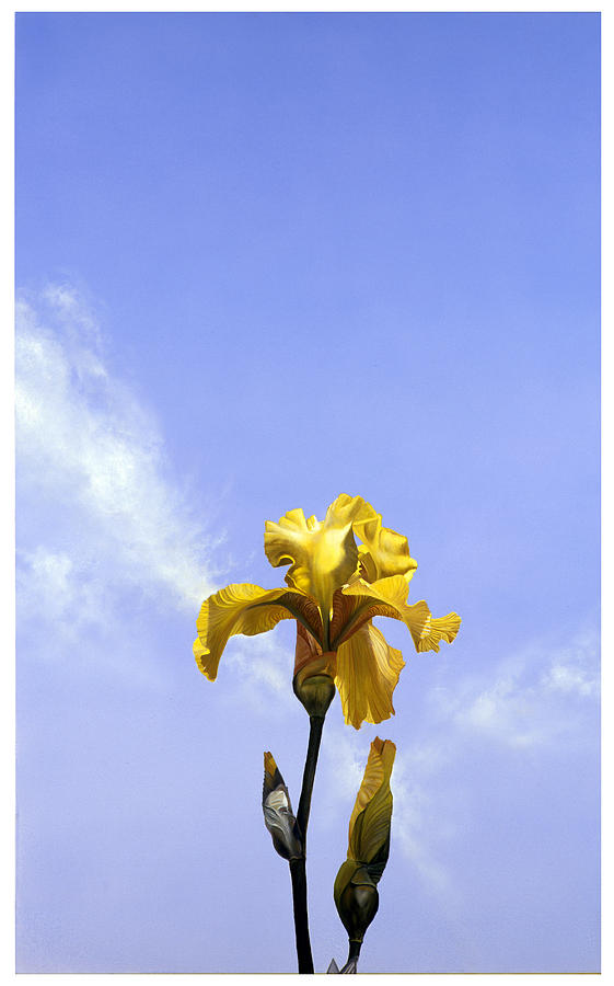 Iris Painting - Yellow Iris by Matthew Bates