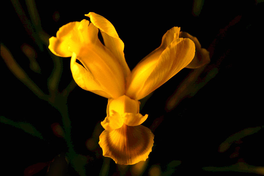 Iris Photograph - Yellow Iris by Michael Durst