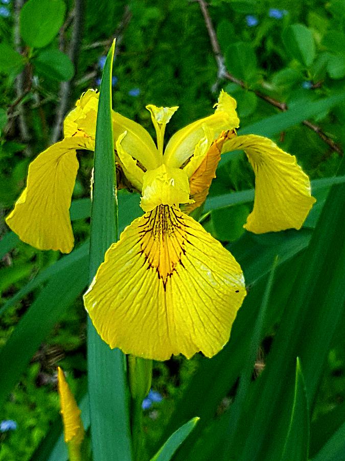 Yellow Iris Photograph by Michael Graham