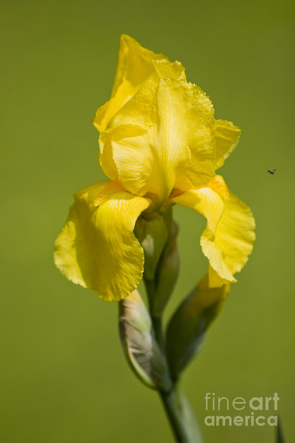 Iris Photograph - yellow iris or yellow flag lat. Iris pseudacorus by Dan Radi