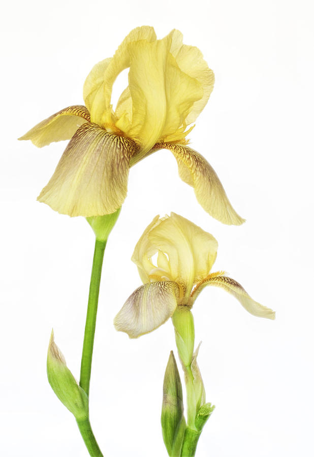 Yellow Iris Pair Photograph by David and Carol Kelly