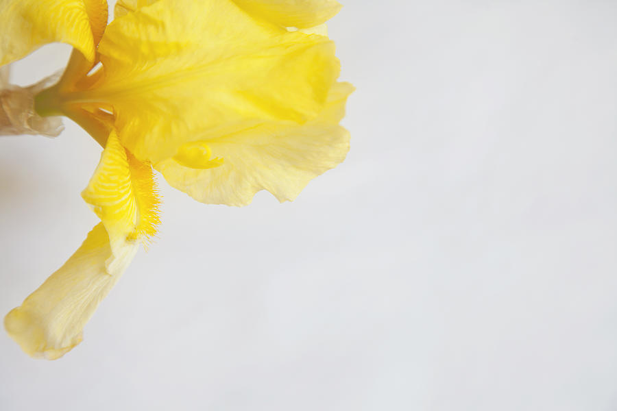 Yellow Iris Peeking Photograph by Toni Hopper