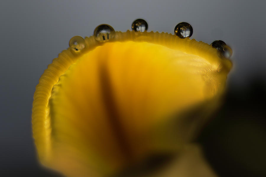 Yellow Iris petal with four drops Photograph by Wolfgang Stocker