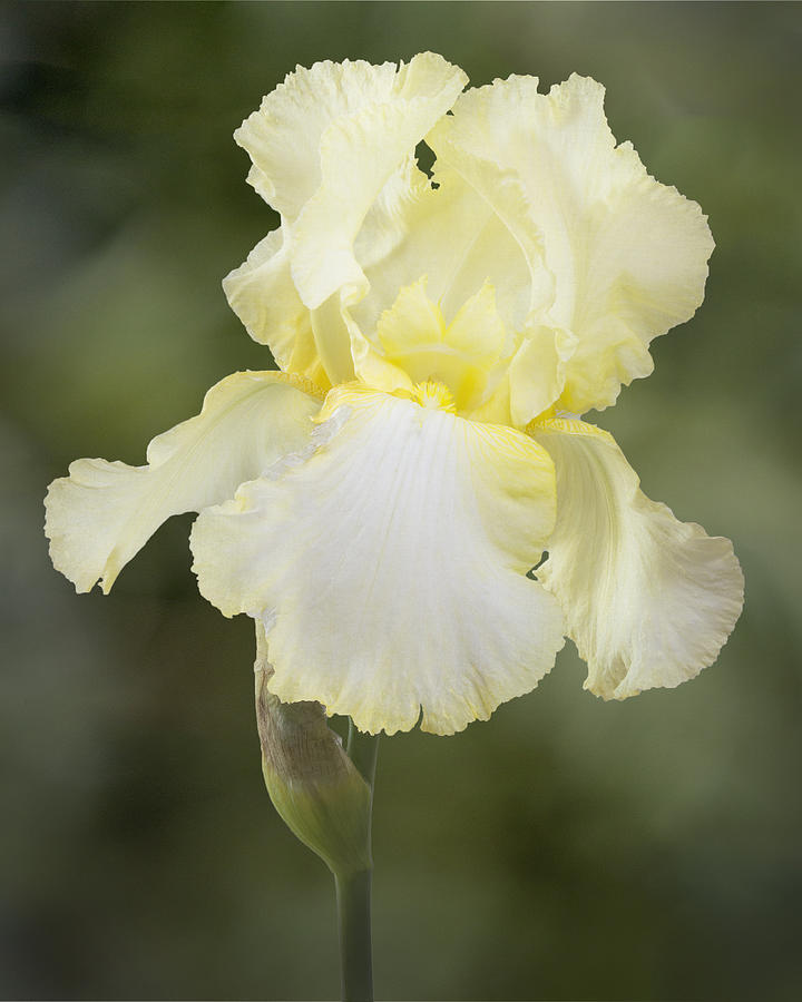 Yellow Iris Portrait Photograph by Patti Deters