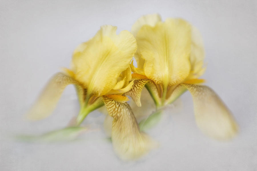 Yellow Iris Repeat Photograph by David and Carol Kelly