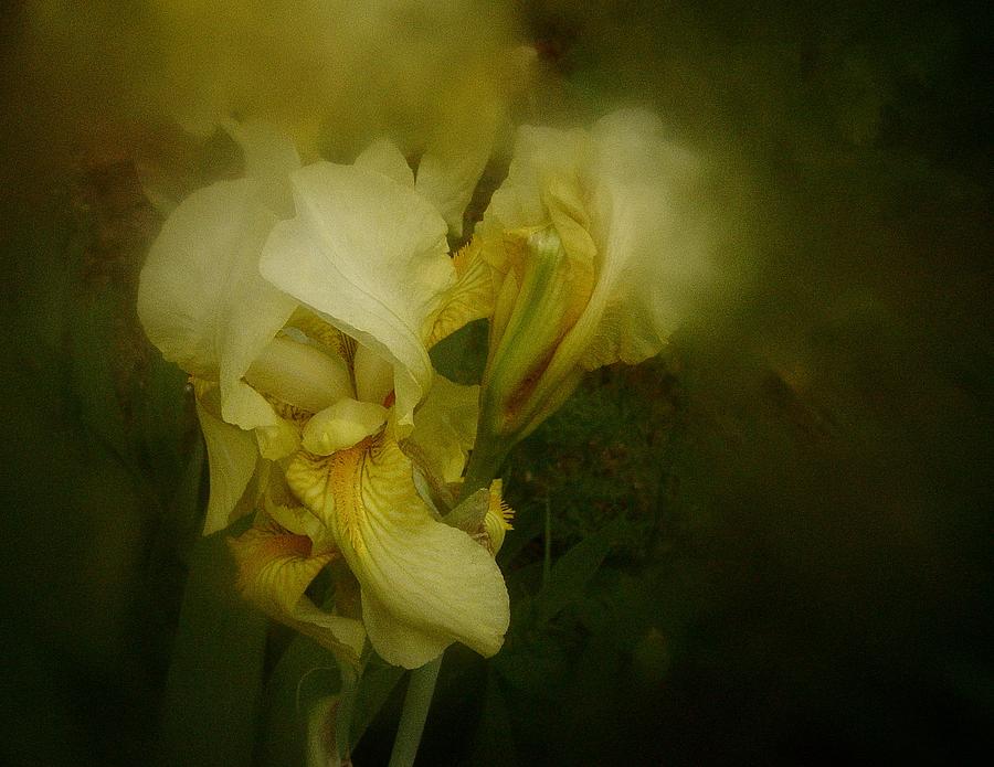 Yellow Iris Photograph by Richard Cummings