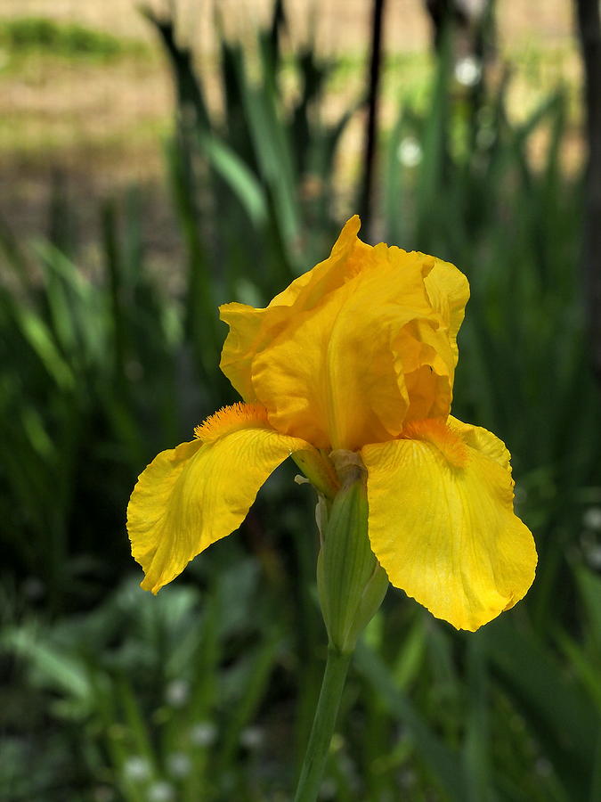 Yellow Iris Photograph by Richard Thomas