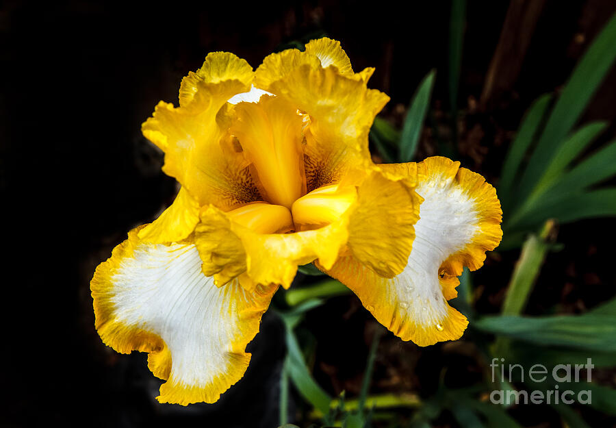 Iris Photograph - Yellow Iris by Robert Bales