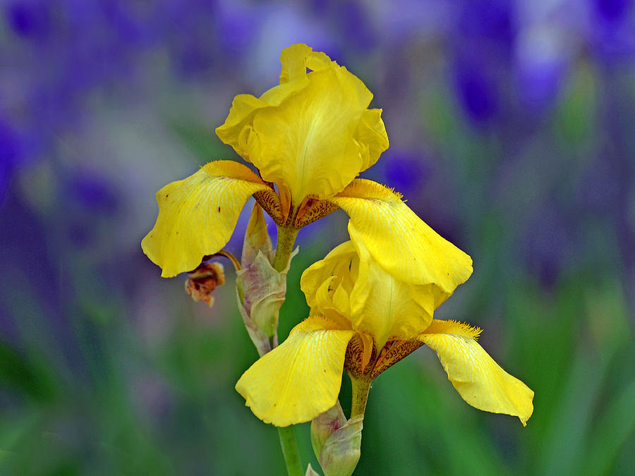 Yellow Iris Photograph by Rodney Campbell