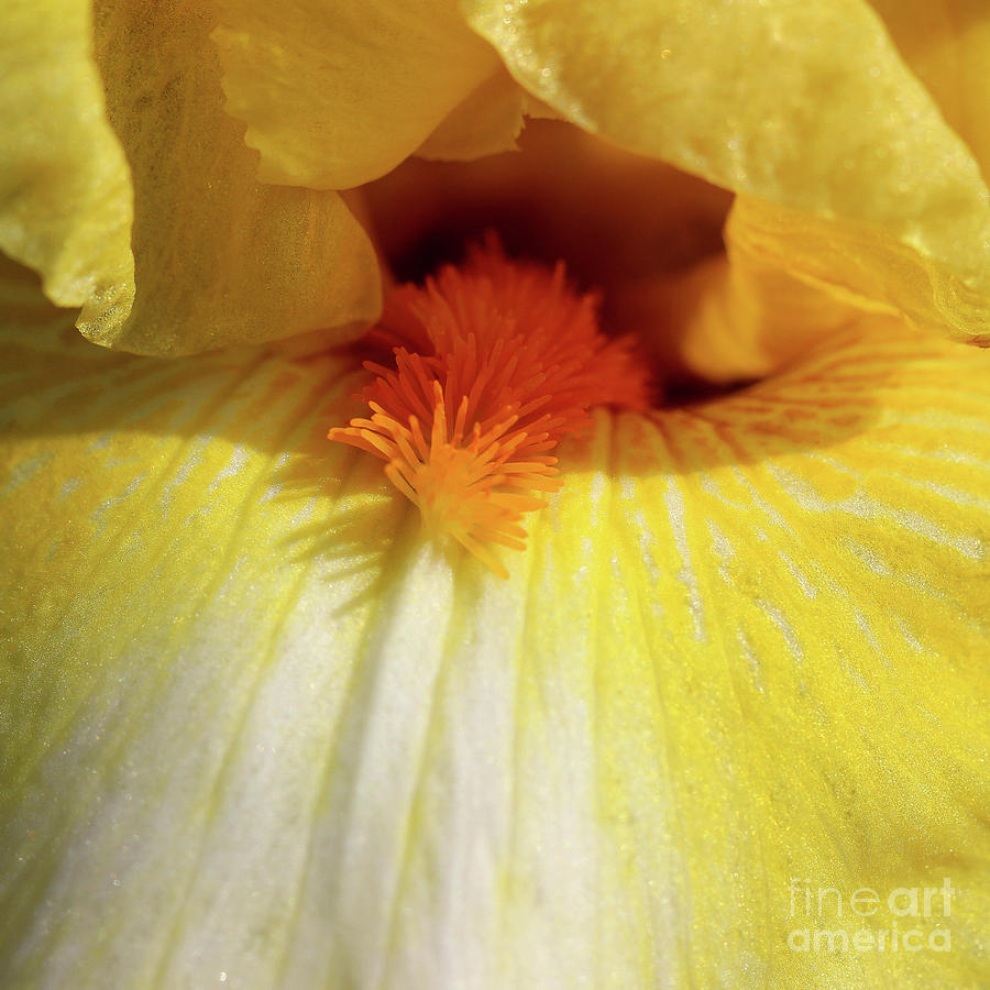 Yellow Iris Secret Photograph by Karen Adams