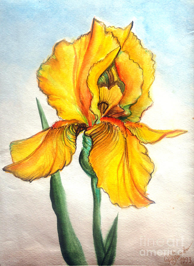 Iris Painting - Yellow iris. Sunny flower by Sofia Goldberg