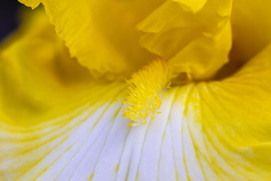 Yellow Iris Photograph by Teri Virbickis