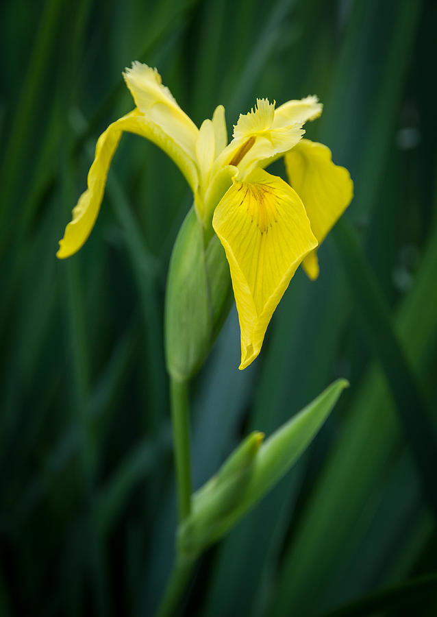Yellow Iris Photograph by Tim Stanley