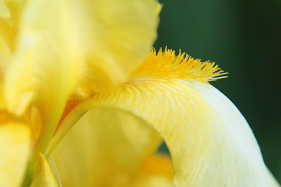 Yellow Iris Photograph by Toni Hopper
