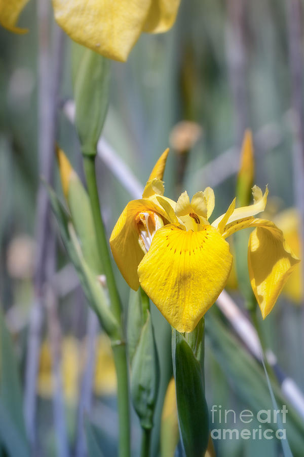 Yellow Iris Wild Flower Photograph by Jivko Nakev