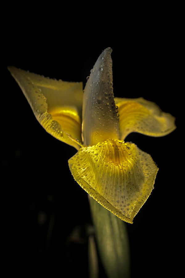Yellow Iris with drops Photograph by Wolfgang Stocker