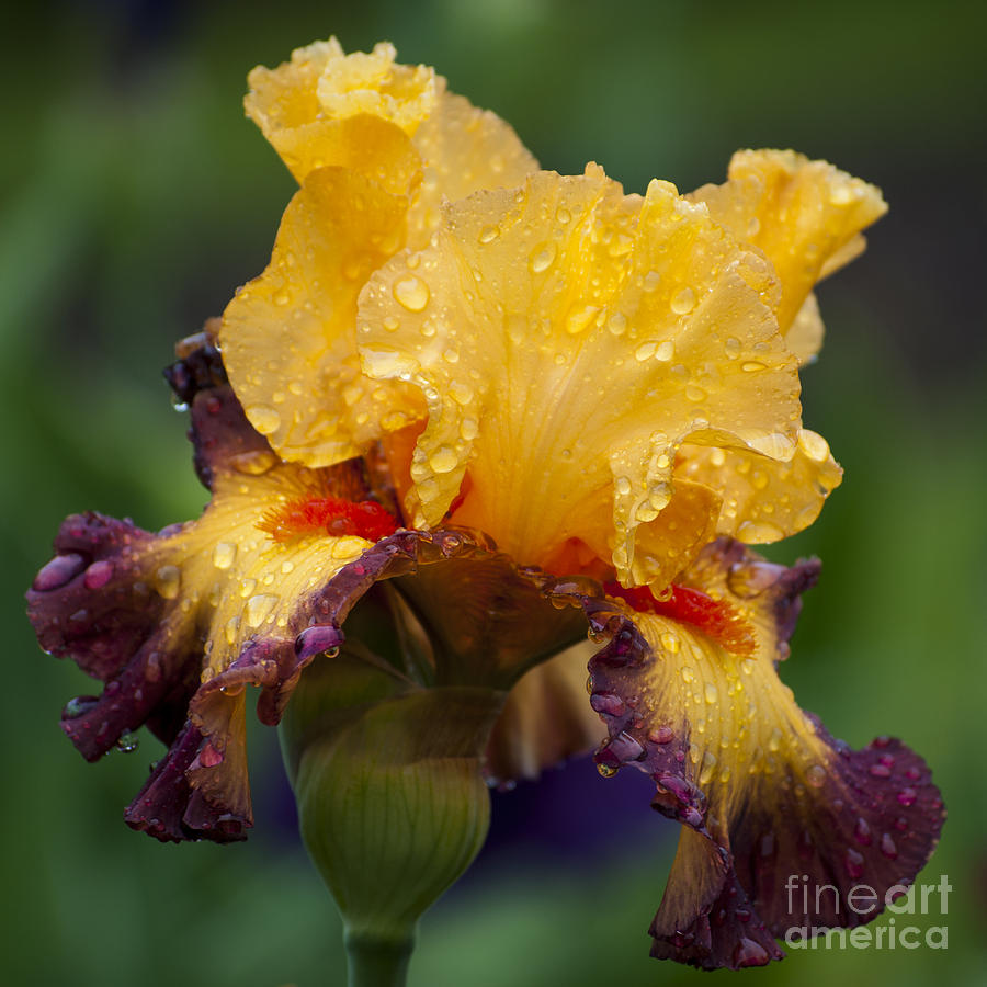 Yellow Iris With Water Drops Sq Photograph by Mandy Judson