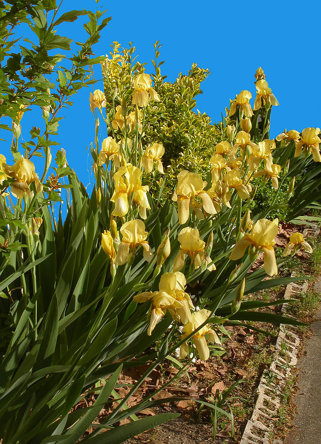 Yellow Irises Photograph by Anne Cameron Cutri