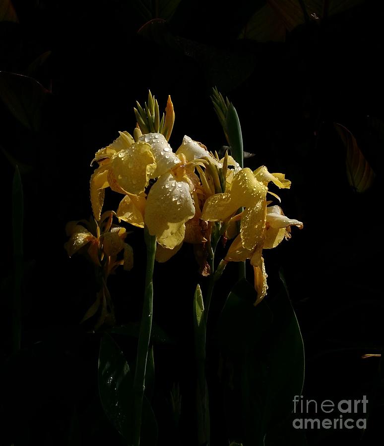 Yellow Irises Illuminated Photograph by Anita Adams