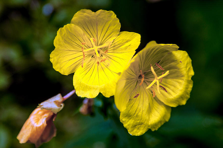 Yellow is Gold Among the Flowers Photograph by John Haldane