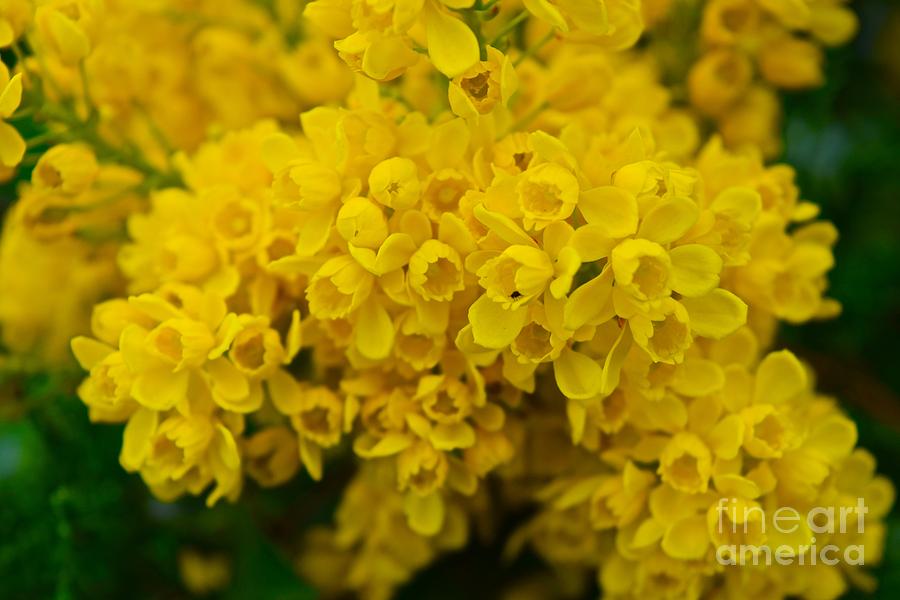 Yellow is the Joy of Spring Photograph by Debra Banks