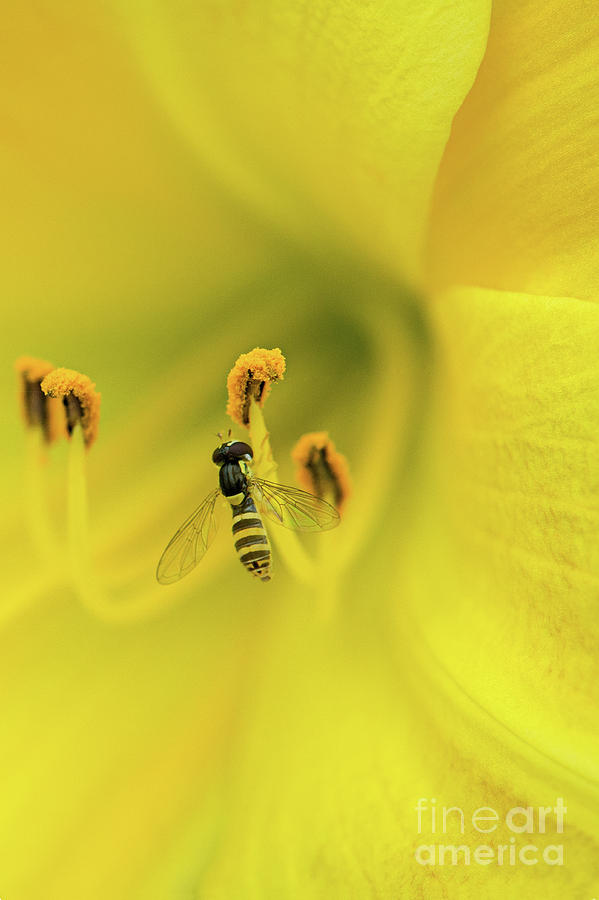Yellow Jacket Bee Polilen Photograph by David Zanzinger