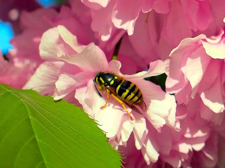 Yellow Jacket Photograph by Betty Buller Whitehead