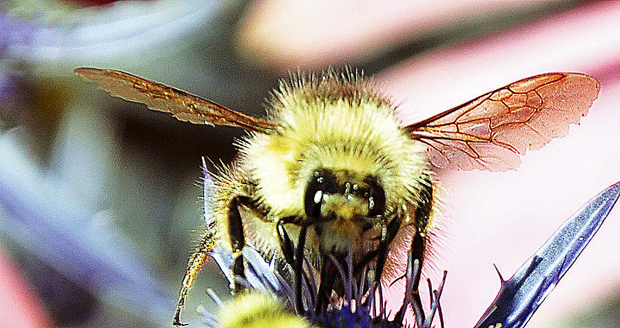 Bee Photograph - Yellow Jacket Close Up by Caroline Reyes-Loughrey Bee Photograph - Yellow Jacket Close Up by Caroline Reyes-Loughrey