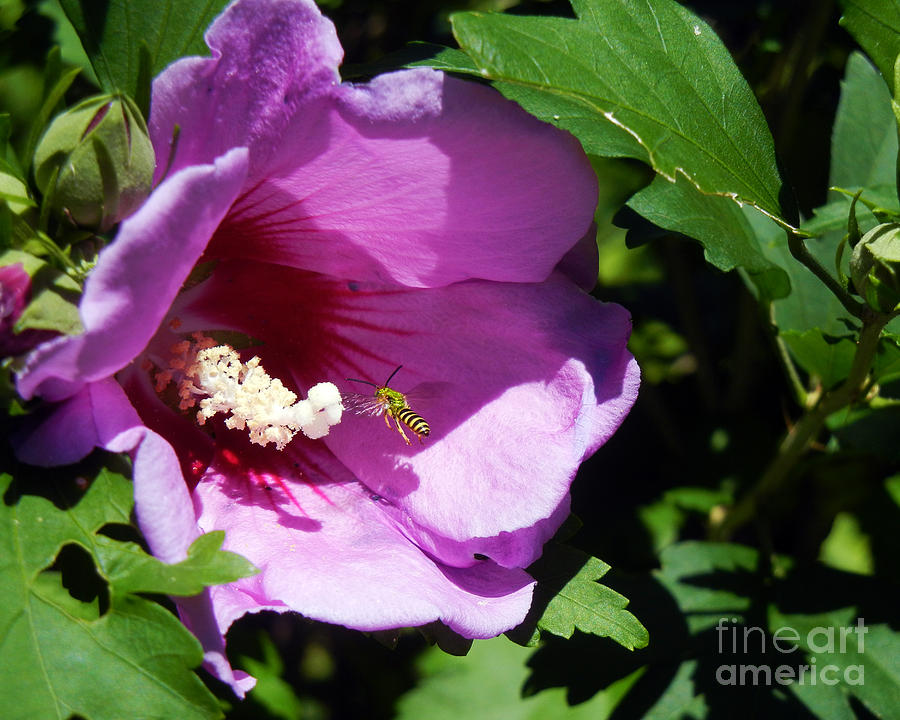 Yellow Jacket Investigates a Flower Photograph by Ryan Wood - Fine Art ...