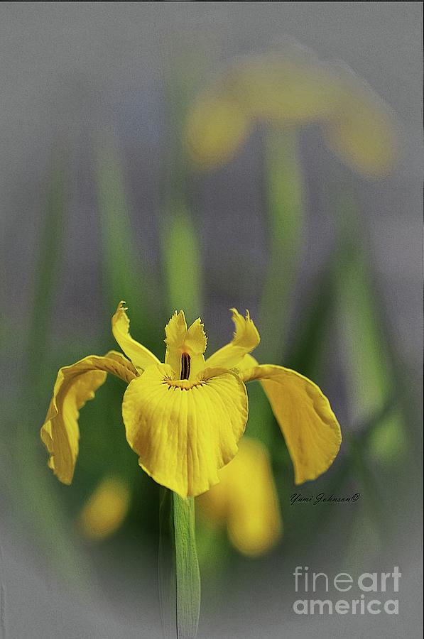 Yellow Japanese Iris Photograph by Yumi Johnson